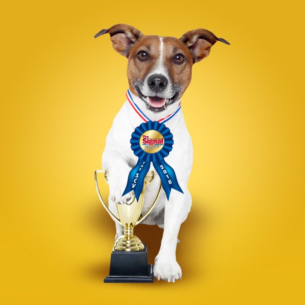 1610-small-dog-creative-email-winner-dog.jpg