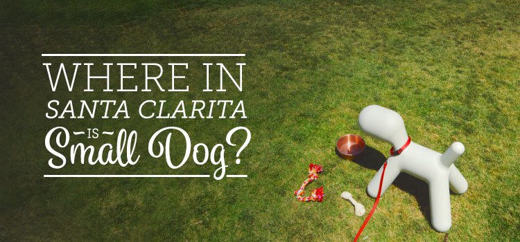 Where-In-Santa-Clarita-Is-Small-Dog.jpg